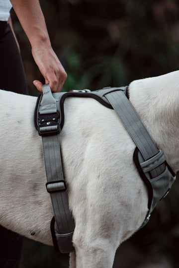 Harnesses