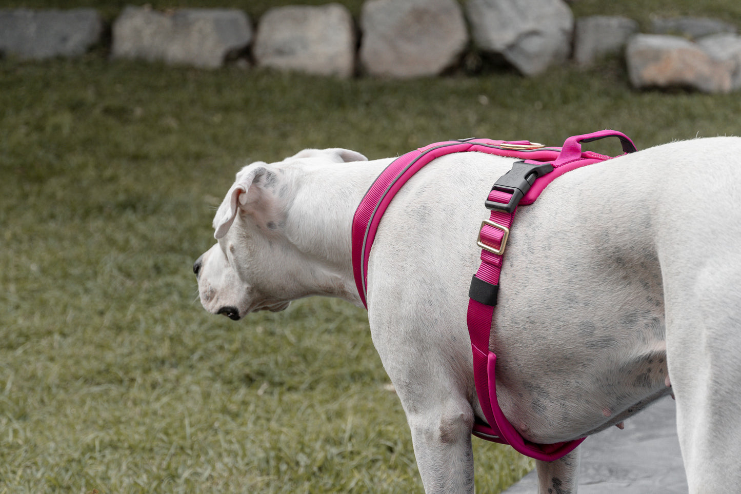 Cloud Harness Fuchsia