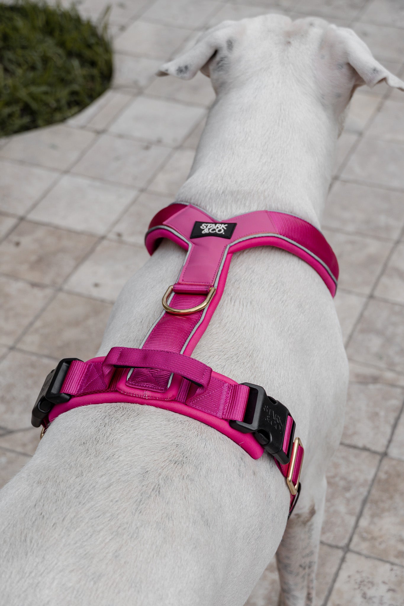 Cloud Harness Fuchsia