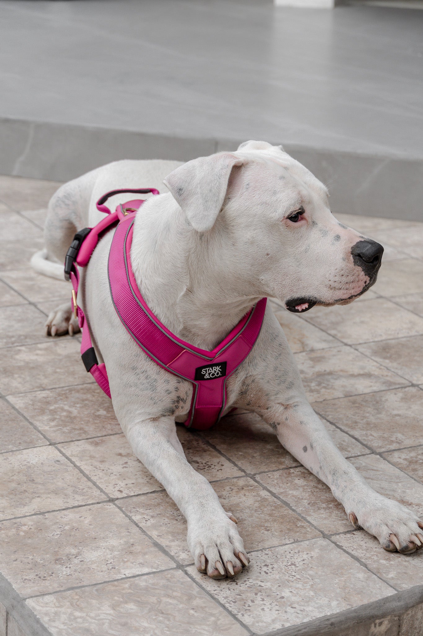 Cloud Harness Fuchsia