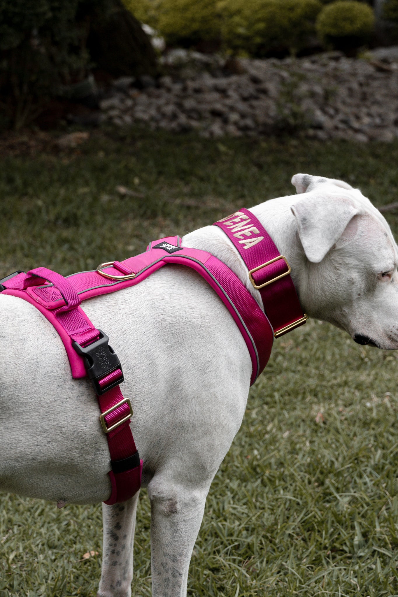 Cloud Harness Fuchsia