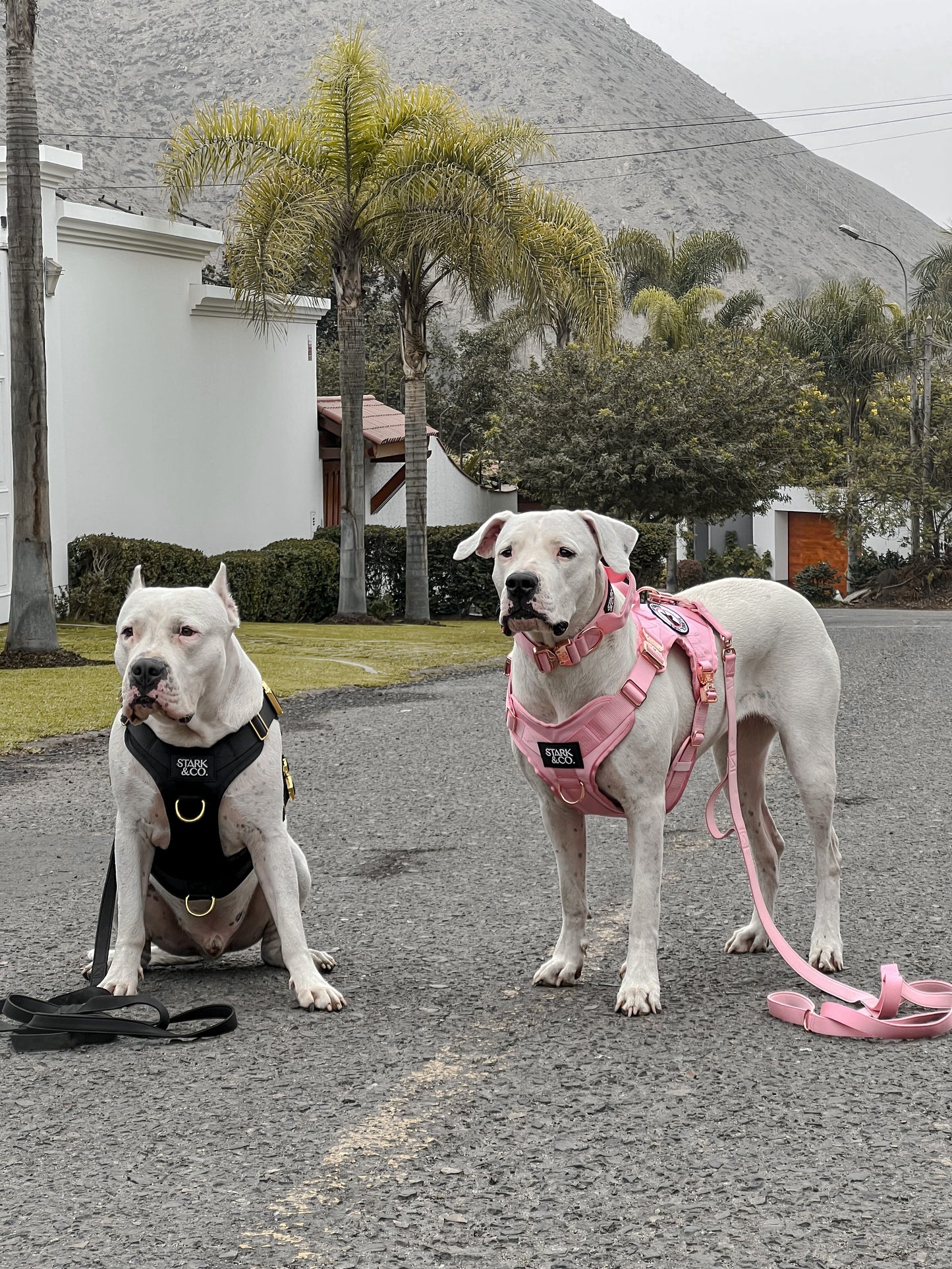 Tactical Harness Black
