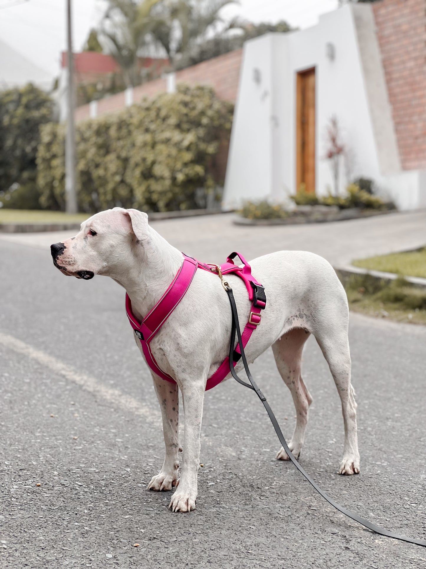Cloud Harness Fuchsia