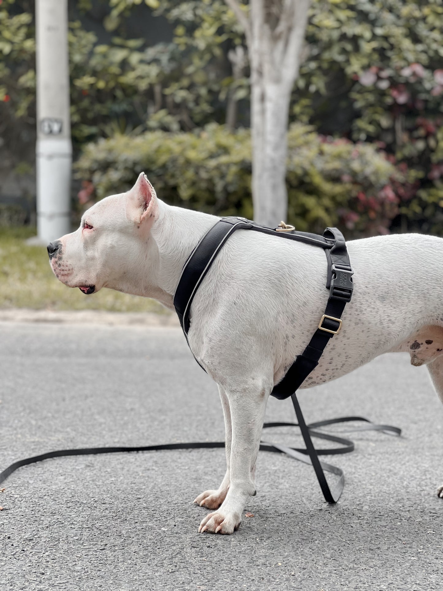 Cloud Harness Black