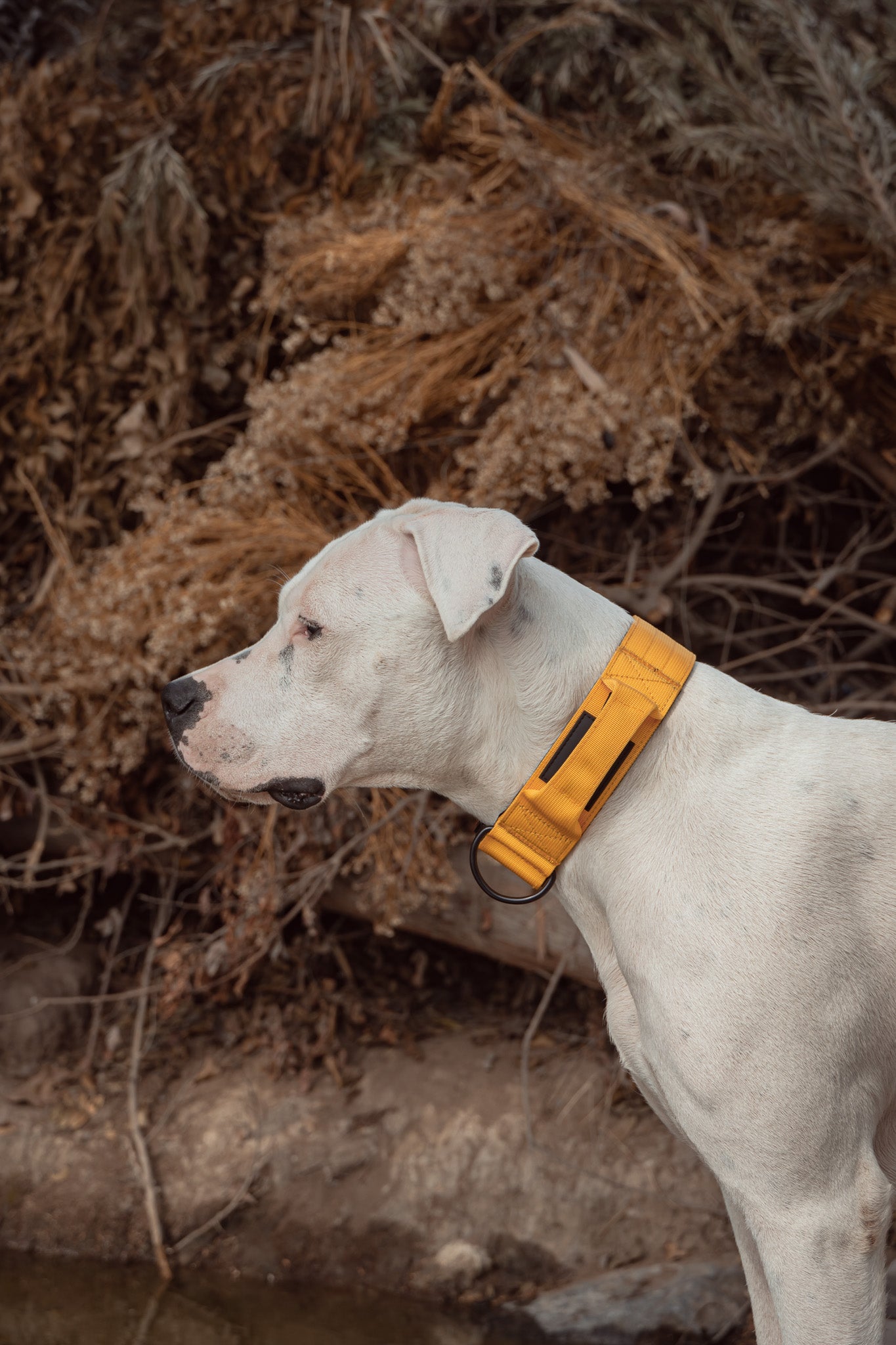 Warrior Explorer Yellow