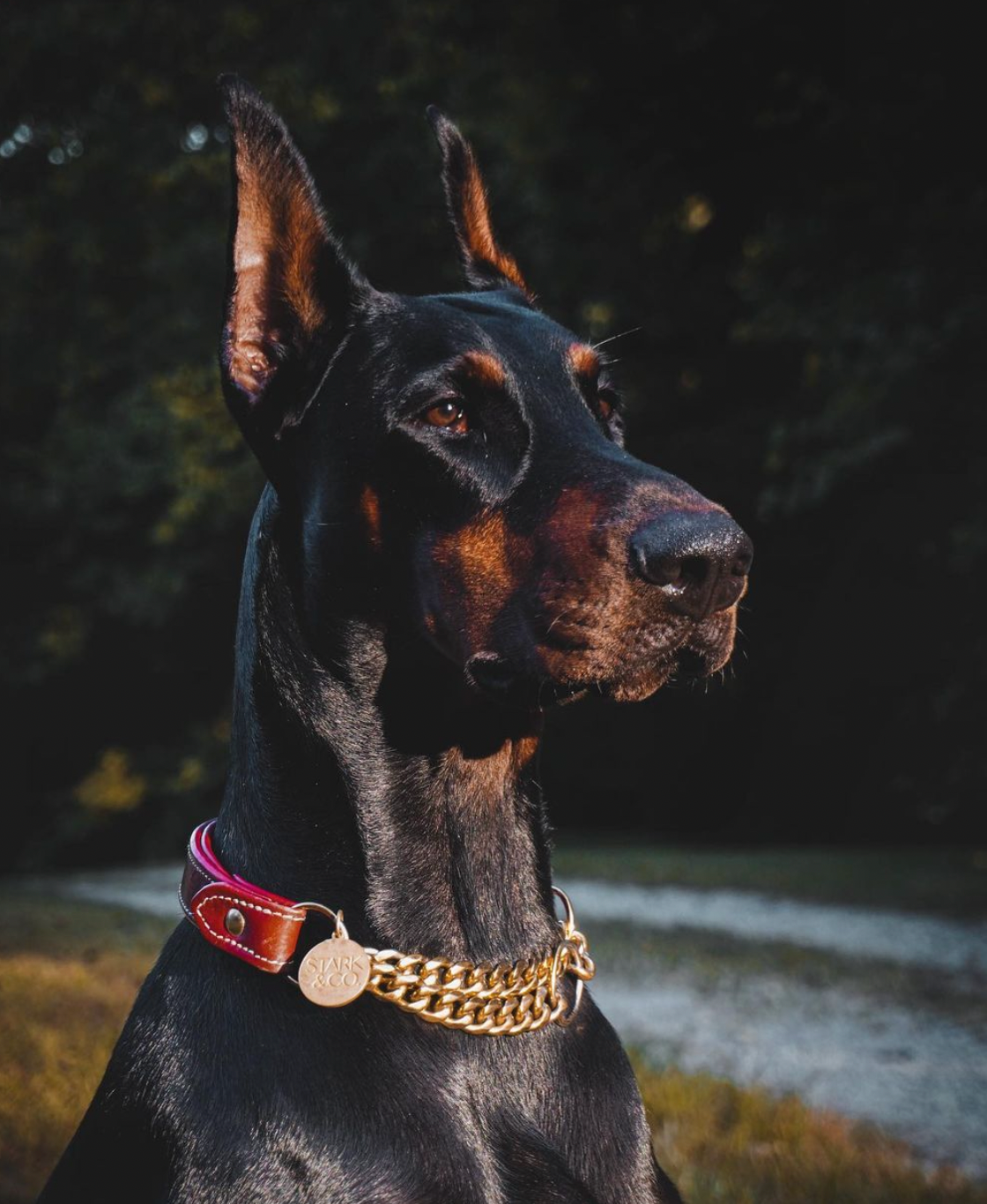 Doberman dog deals chain