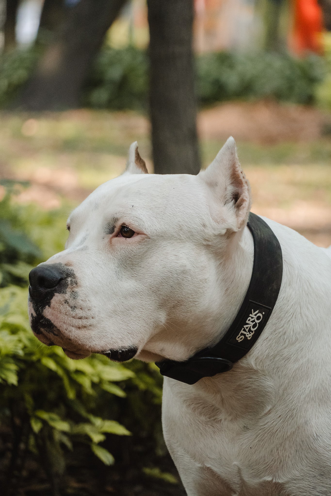 Collar de Biotano Liberty - Negro