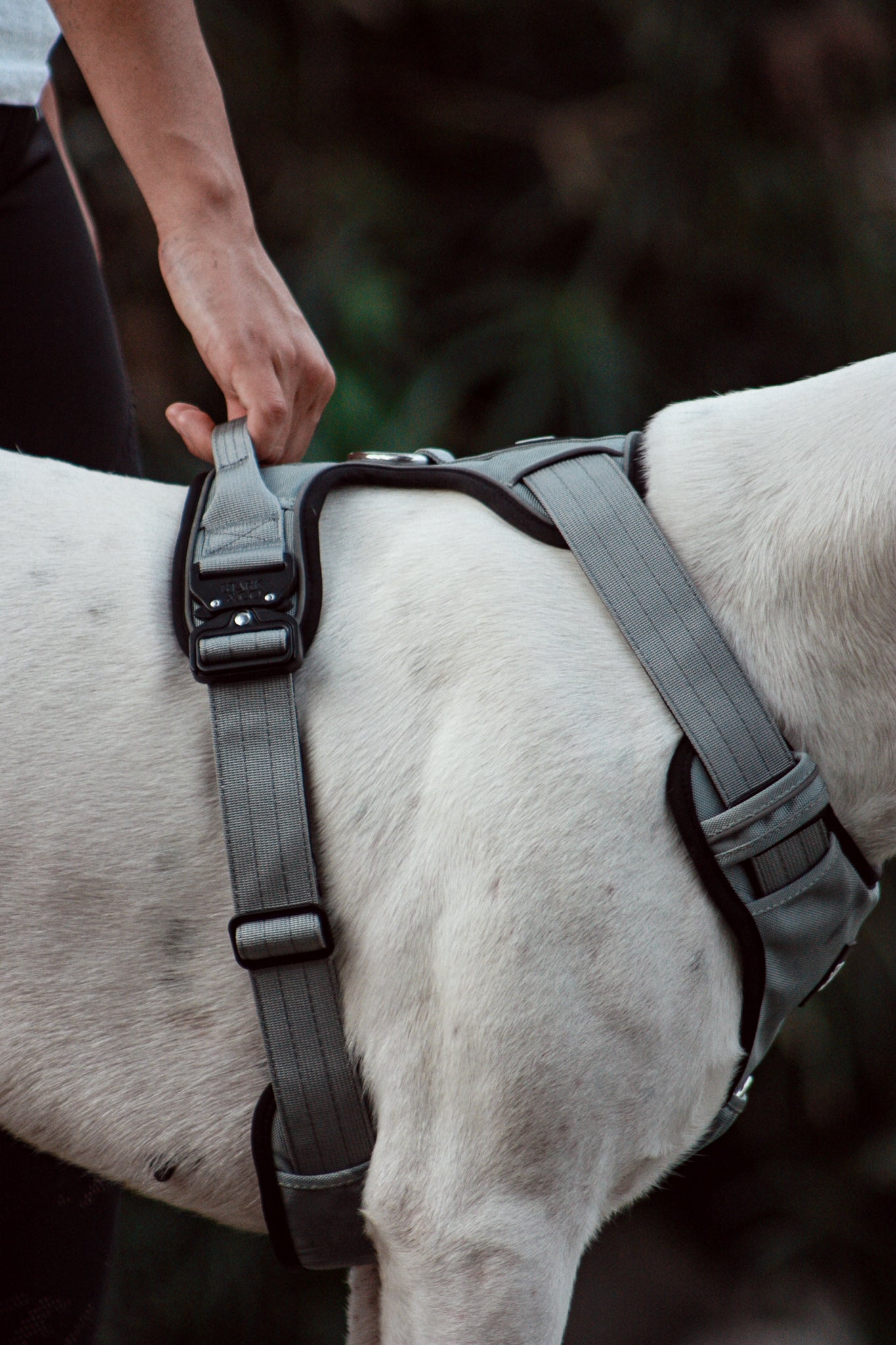 Harnesses