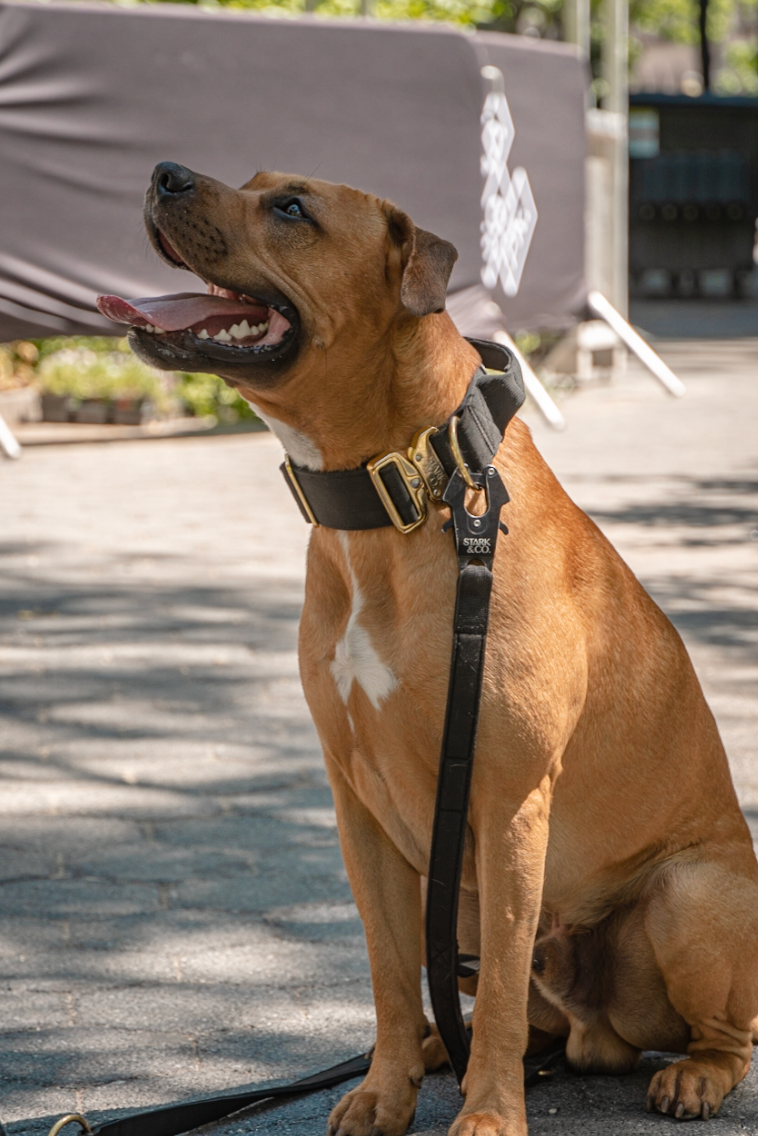 Multifunction Leash Multifunction Leash | Stark & Co