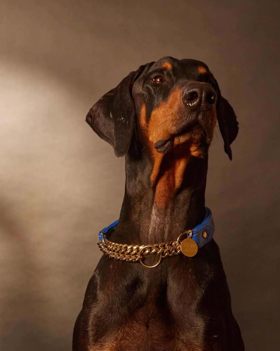 Doberman with 2025 gold chain