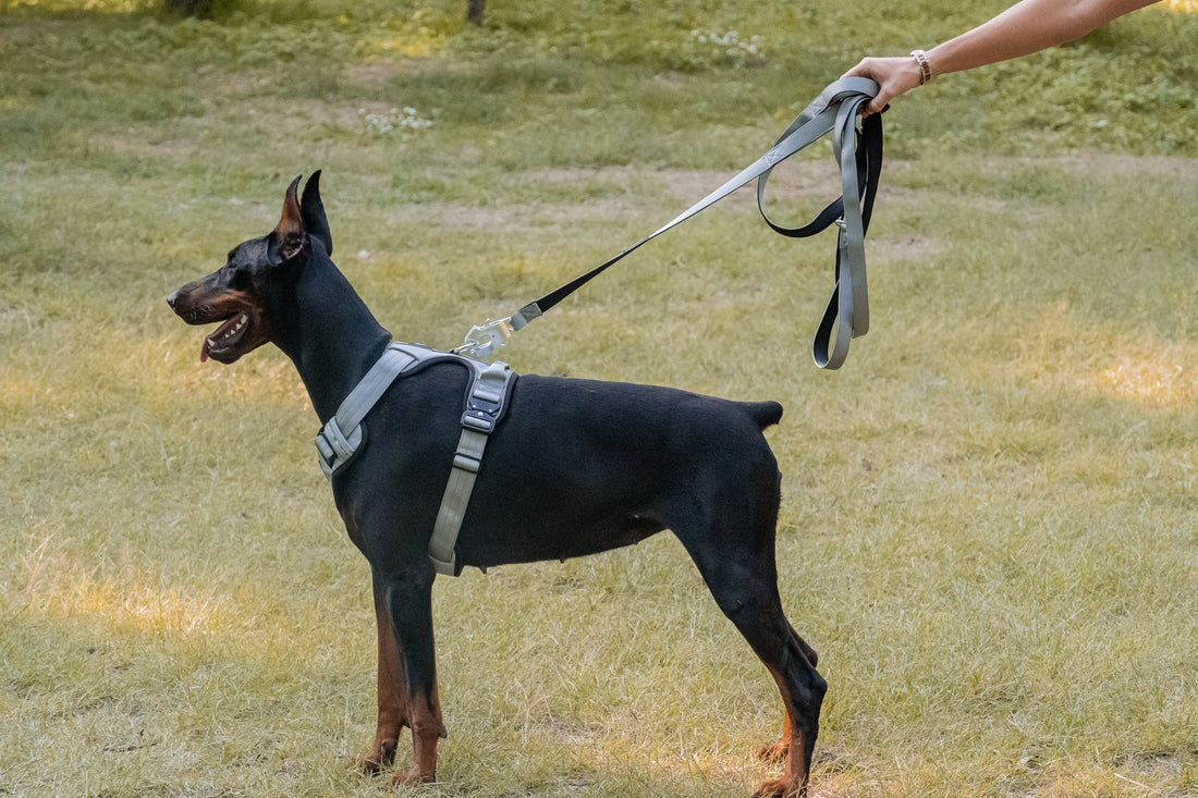 Silver Leash (edición limitada)